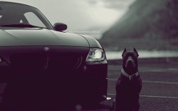bmwkotik:  BMW &amp; Dog