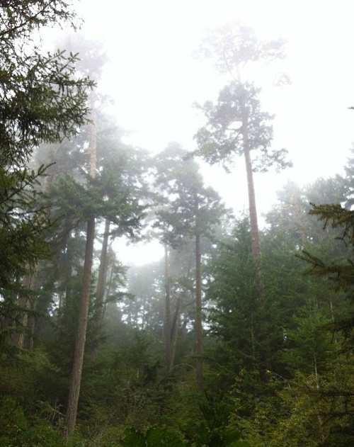 absinthius:  Oregon Dunes National Recreation Area by John Weirick