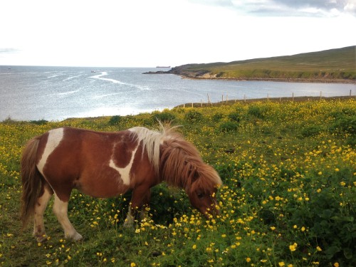 brygarth:Here’s our oldest pony, Mayflower, who is approaching her 30s now!  She still has such a yo