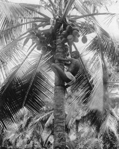 equatorjournal:Coconut picking, Ceylon, 1910s. Photo by Haeckel collection.www.instagram.com