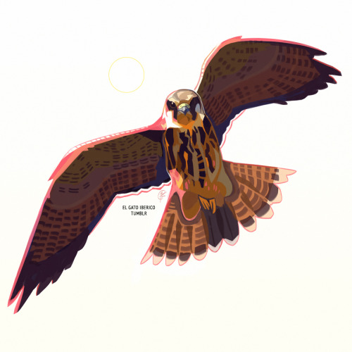Decembird Day 5: RaptorA Eurasian Hobby! I flipped through the pages of one of my bird books and I w