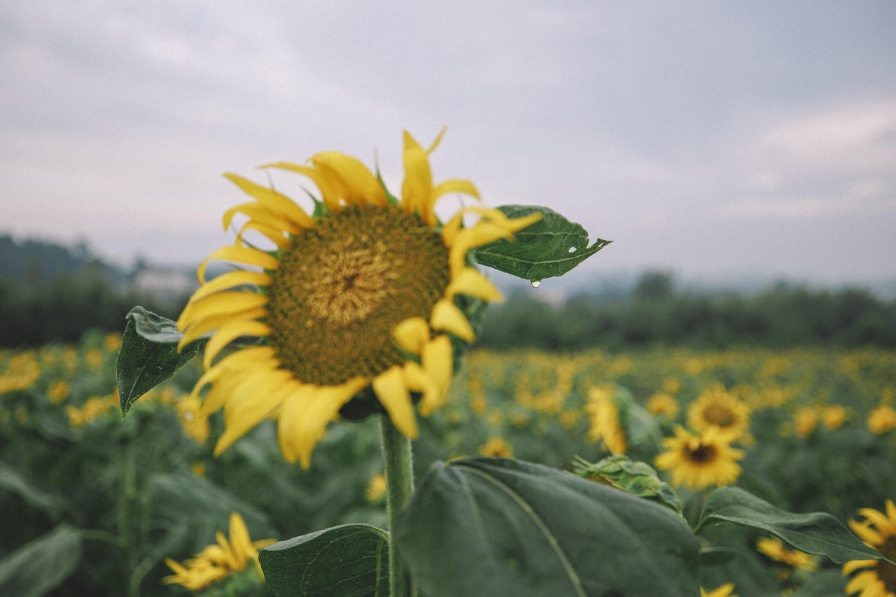 Suncokreti-sunflowers - Page 10 Eabc7046911e82775ffb3c33b7141810b70b43e2