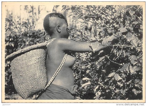 Porn Pics   Congolese Banya-Bongo woman, via Delcampe.