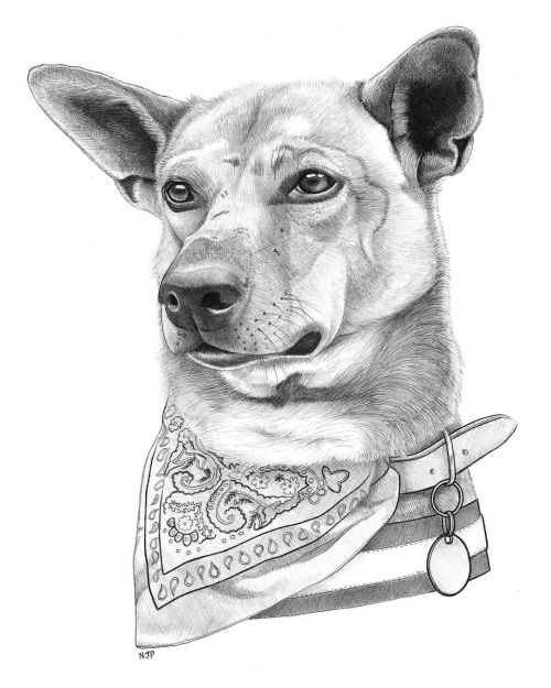 Self-isolation illustration of a friends pet dog. Once a stray in Thailand, now having a lovely time