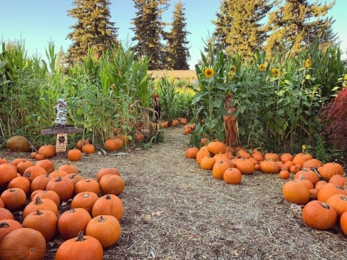 What do you get when you drop a pumpkin? Squash Tis the season for tricks, treats, plus our portfoli