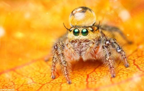 my-wayward-shawn: thecutestofthecute: chronicarus: Spiders with water droplet hats are something I r