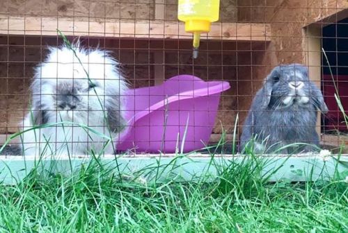 An update from our brilliant bunny boarders, Buntings! Check out Einstein on the left hahaha https:/