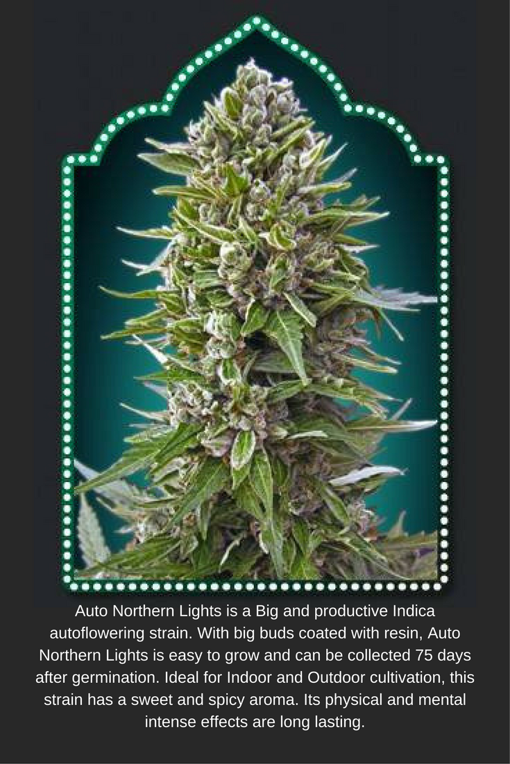 thacrazystoner:  northern lights