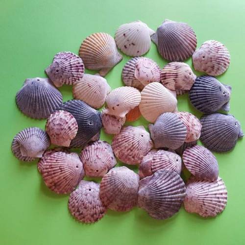 20 Small Scallop Shells // AugustaDreams