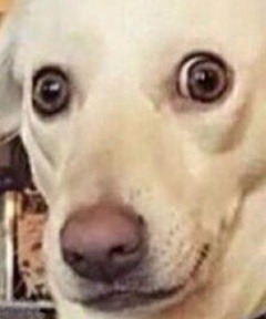 rotking: lisa-lisa-sensei:  rotking: boom click the sound of my dick when I masturbate it sounds like a microwave door slamming rapidly over and over so this post is a mood  