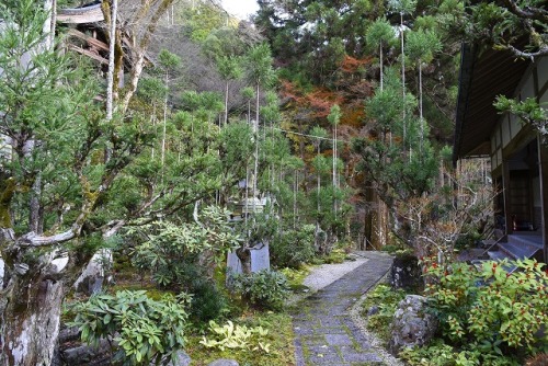 Ancient Japanese sustainable forestry technique called Daisugi produces continuous lumber 