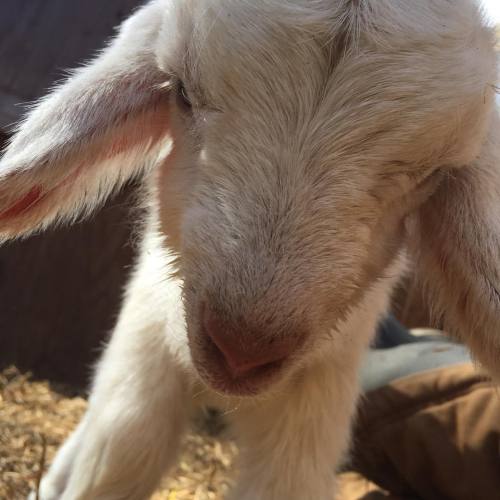 Hey kid #babygoat