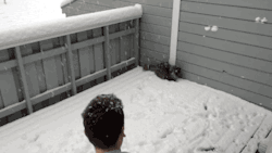 gifsboom:Big Fluffy Cat is Obsessed With Snow. [video]