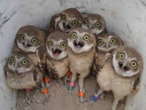 scifigrl47: americasgreatoutdoors: It’s International Owl Awareness Day, and we’re celeb