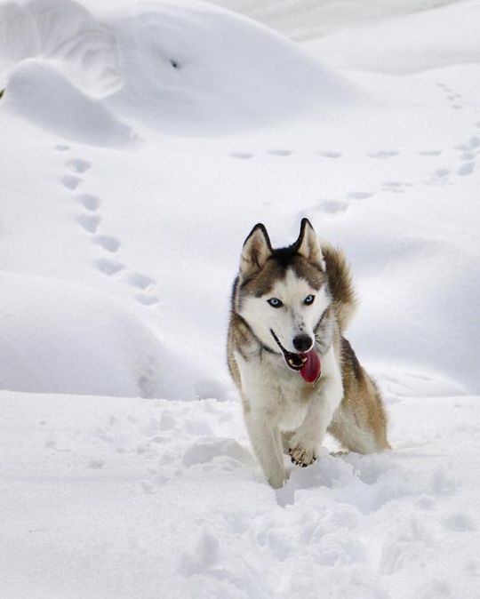 The adventure huskies