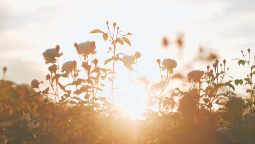 Golden Hour Happiness