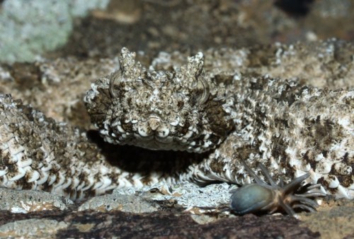 Spider Tailed Horned Viper (Pseudocerastes urarachnoides)
This rare and understudied viper has adapted a different type of hunting strategy. Unlike its cousins who use their tails as warning rattles, this small viper uses its strange looking tail as...