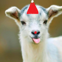 alistairradleysgoat avatar