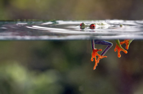 phototoartguy:A red-eyed tree frog underwater near El Arenal, Costa Rica. Photographed by Nicolas Re