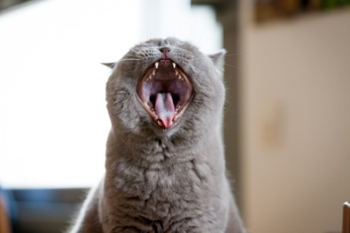 British Shorthair cats