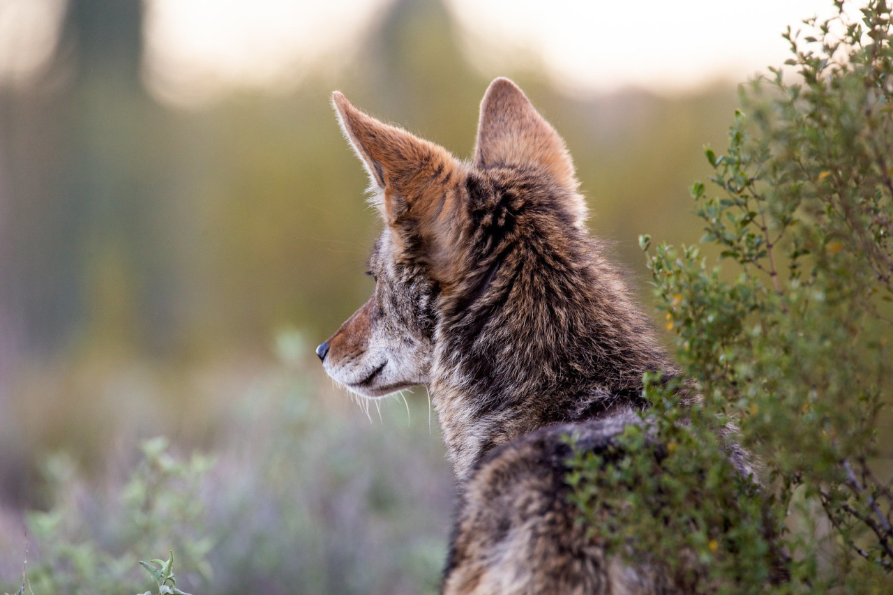 Jonathan T. Bailey #portrait#coyote#canis latrans