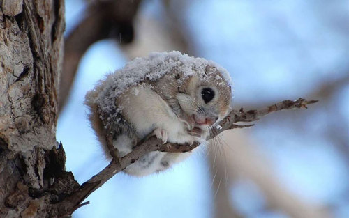 magi-nerd:  awesome-picz:    Japanese And Siberian Flying Squirrels Are Probably The Cutest Animals On Earth.   @lolzormyass 