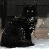 XXX happyheidi:Snow cats ⛄️(via) photo