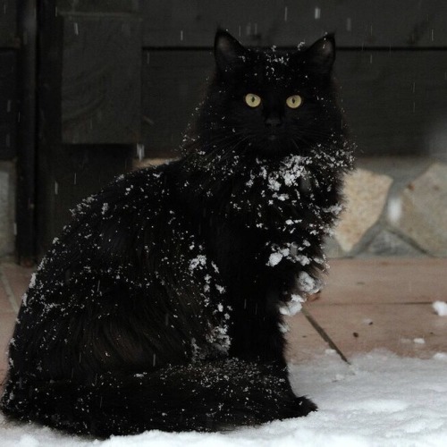 Sex happyheidi:Snow cats ⛄️(via) pictures