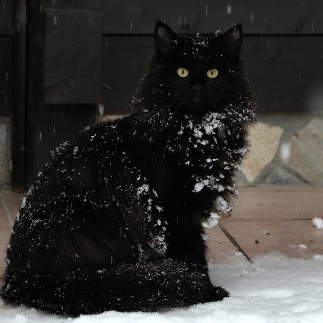 happyheidi:Snow cats ⛄️(via) porn pictures