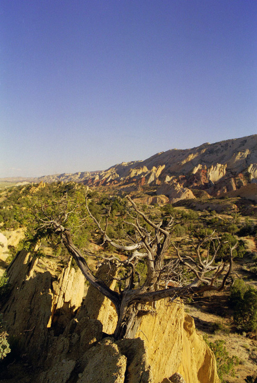 geologicaltravels:1999: Looking south along the Waterpocket Fold, a 160km long monocline in the Capi