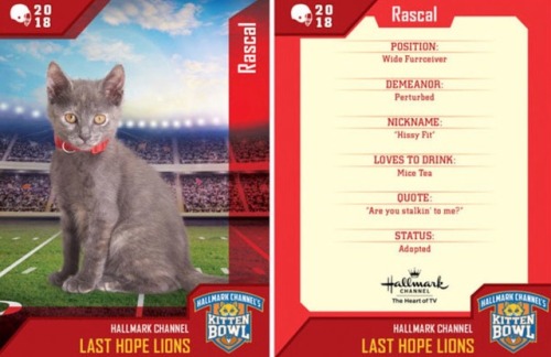 analgesicsleep: Hallmark Channel presents: KITTEN BOWL V, FEBRUARY 4, 2018 Team: Last Hope Lions Mem