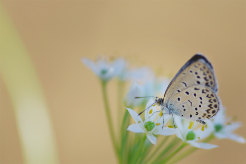 Pale Grass Blue &amp; Oriental garlic flower ヤマトシジミと韮の花 &gt;  flickr Ver.