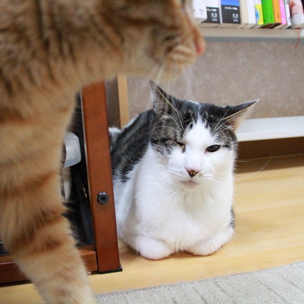 makocchan:  せっかくポーズ決めてるのに前を横切るとは… #cat