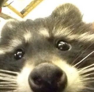 O-O