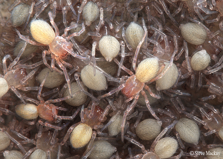 animals-animals-animals:  Lace Webbed Spiderling’s (Amaurobius similis) (by Steve