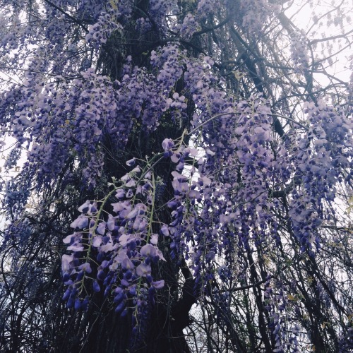 savannahpatts:Wisteria is in bloom and I’m losing it.