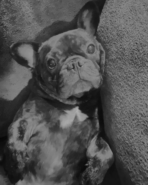 Glow In The Dark  mono •  He’ll always be  My Puppy, so here’s a  photo of  #MacintoshTheFrenchie a