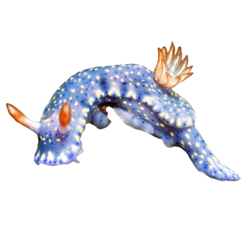 Since The Past Two Requests Have Been Sea-life Related, I Was Wondering If You Could Do Some Nudibranchs?