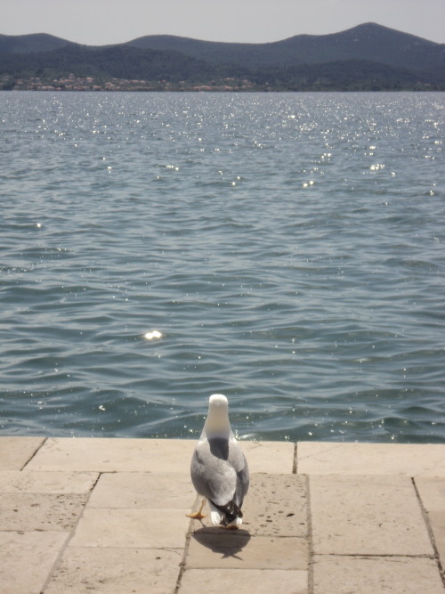 Reflective seagull, Zadar, Croatia