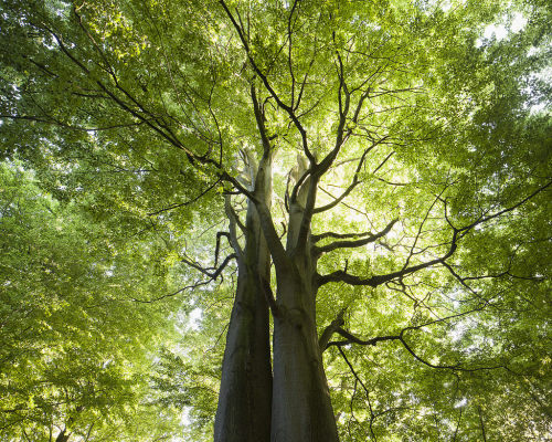 Giant Beech I by Gustaf Emanuelsson