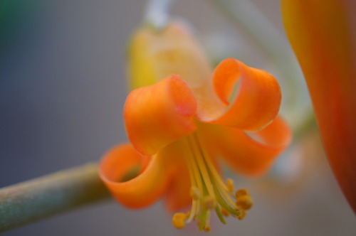 Porn photo flora-file:  Cotyledon orbiculata (by flora-file)