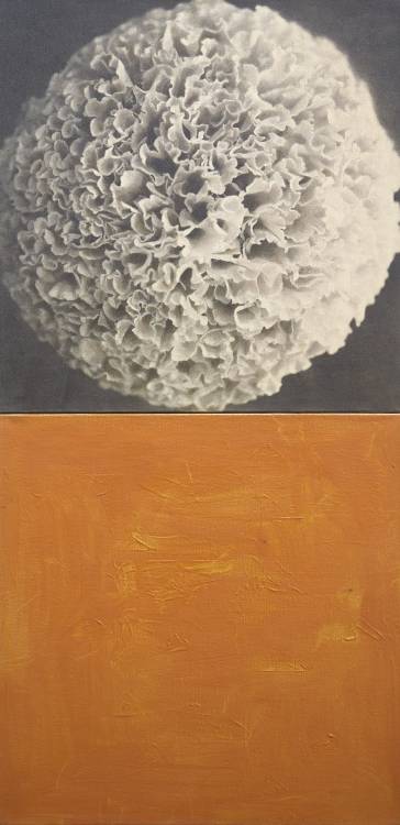 nobrashfestivity:  Kunié Sugiura, Mum Above Orange, 1976Photo emulsion, Acrylic on canvas48 x 24 inches (2 panels )Copyright The Artist