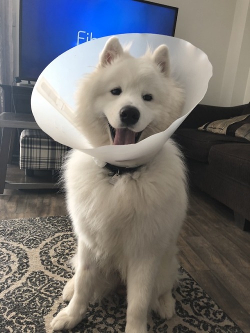 neothesamoyed: Ice cream cone boy