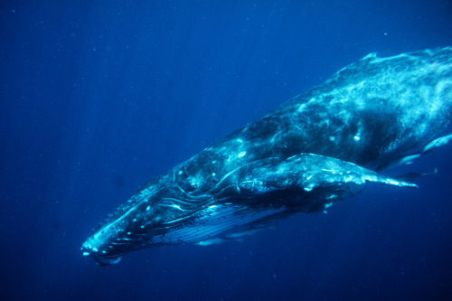 mysticete:Humpback whale calfSource✖ △ ☼☽☽†☾ ✞♡ pale whale blog♡ ☾†☽☽☼ △ ✖