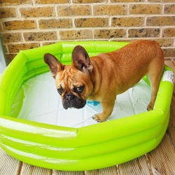 batpigandme:  Does this come in another colour? #frenchy #frenchbulldog #puppiesofinstagram #summer #funny #frenchiepuppy by steventhefrenchy http://ift.tt/1NyTYx7