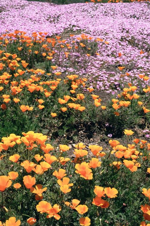 cosmicroots:Poppies // Highway 1