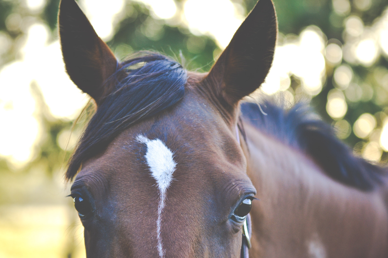 grumpy-mare:  Lucky’s cute
