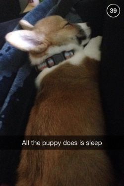 babyanimalgifs:  I CAN RELATE TO THIS PUPPY ON A SPIRITUAL LEVEL