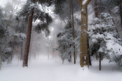  Snow on the Trail by Nick Van Zanten 