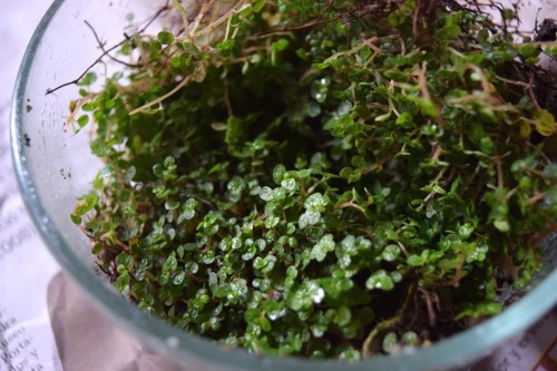 ~DIY Little Swan Planter~I decided to use Baby Tears, click on the photos for details x